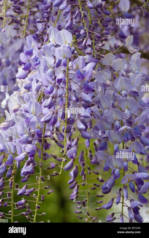 Chinese Wisteria Sinensis Hi Res Stock Photography And Images Alamy