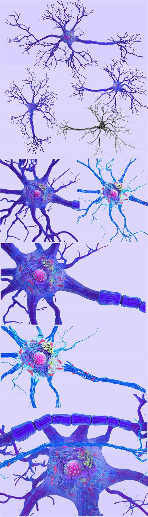 Neuron cell structure :: Behance