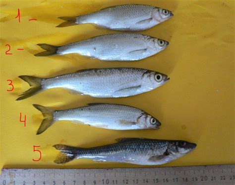 Рыба уклейка: фото, где водится, образ жизни, как и на что ловить ...