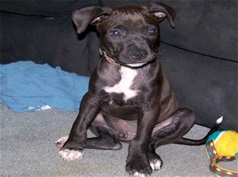 American Pit Bull Registry - Black Pit Bull Puppy Pictures