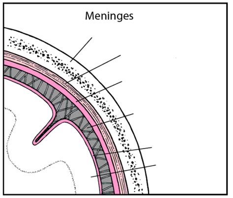 Meninges Diagram | Quizlet