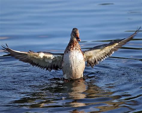 flapping duck wallpaper