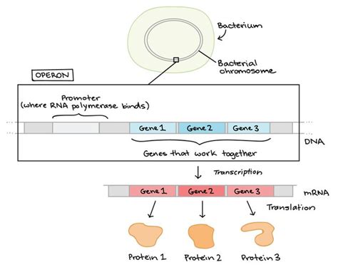 Overview Of Gene Expression