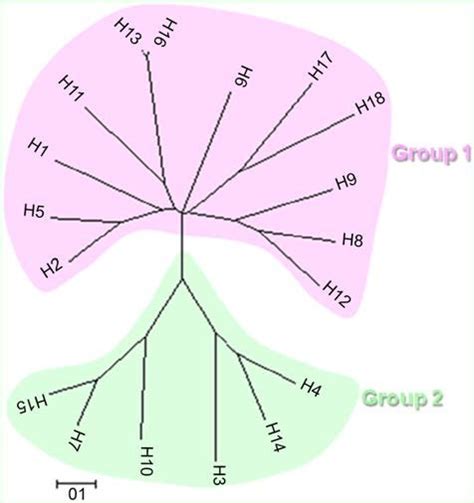 Phylogenetic Tree Of The Influenza A Subtypes The Ha Are Seperated