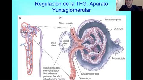 Control Fisiologico De La Filtraci N Glomerular Youtube