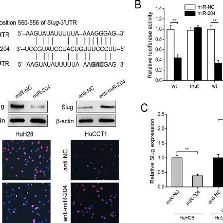 R Suppresses Icc Cell Migration And Invasion In Vitro A Huh