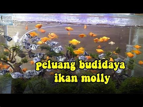 Peluang Usaha Bisnis Ikan Hias Peluang Bisnis