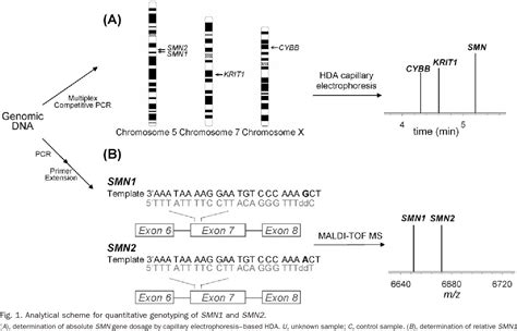 Figure 3 from Determination of SMN1/SMN2 gene dosage by a quantitative ...