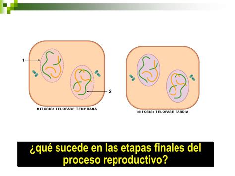 PPT Reproducción Celular Continuidad de la vida PowerPoint