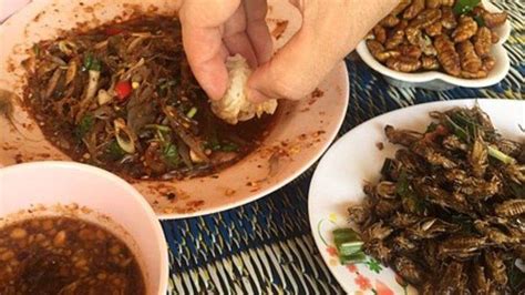 8 Kuliner Ekstrem Di Thailand Dari Ulat Sutera Goreng Hingga Udang Menari