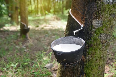 How Rubber Is Made Ens Kau Uk