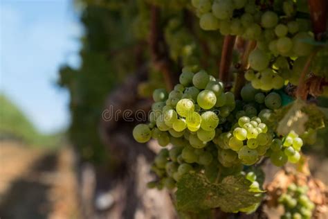 Chardonnay Grape Cluster stock photo. Image of copyspace - 114243334