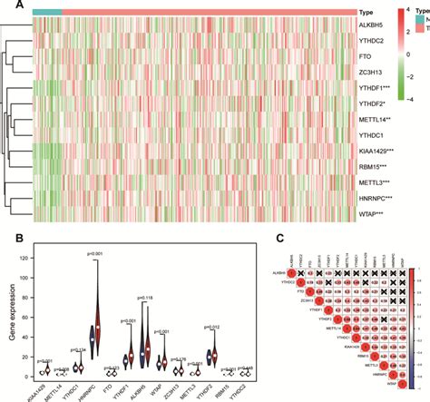 M6A Related Genes Expression Level And Correlation In OSCC A 317