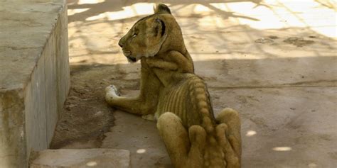 Photos of emaciated lions in Sudan spark campaign to save them