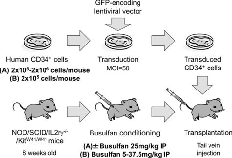 Low Dose Busulfan Reduces Human Cd Cell Doses Required For