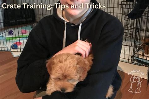 Crate Training Your Cavapoo: Tips and Tricks for Success • Cavapoo & Co