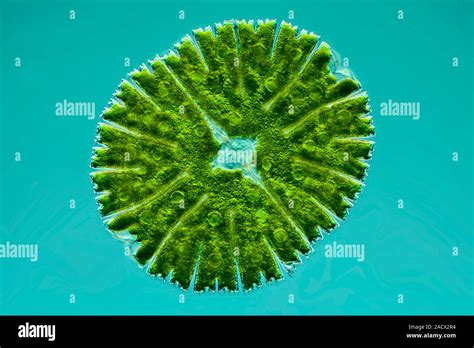 Differential Interference Contrast Light Micrograph Of A Micrasterias