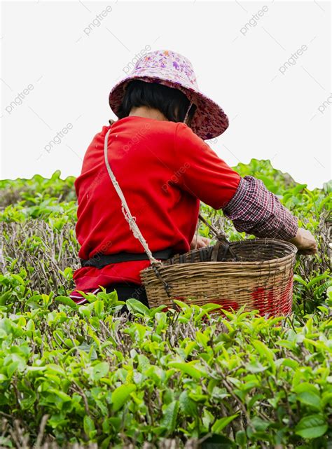 Picking Tea Leaves In A Tea Garden Work Picking Tea PNG Transparent