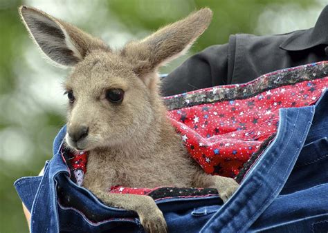 Baby Kangaroo Wallpaper - WallpaperSafari