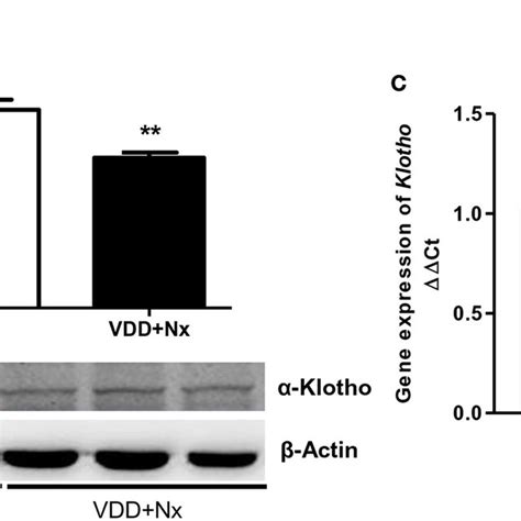 Semiquantitative Immunoblotting And Real Time Quantitative Polymerase