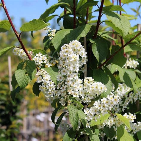 20 X 3 4ft Bird Cherry Prunus Padus Bare Root Hedging Plants Tree