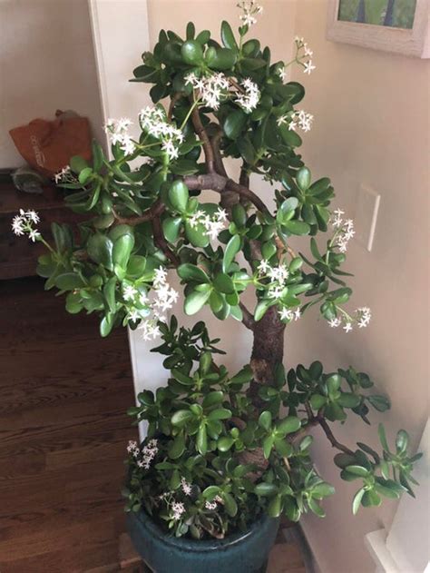 Comment Faire Fleurir Les Plantes De Jade Conseils Pour Faire Fleurir