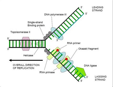 Replication Of A Circular Bacterial Chromosome Encyclopedia Article