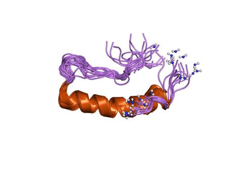 Peptide yy; PYY Peptide