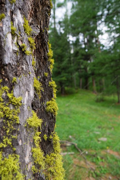 lecorce des arbres photo premium