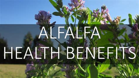 Alfalfa Plant Medicinal Uses