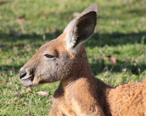 Relaxing Kangaroo stock photo. Image of wildlife, hopping - 27655292