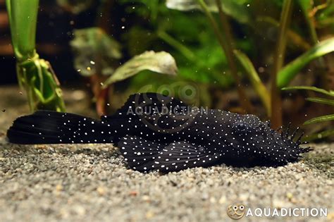 Starlight Bristlenose Plecostomus Ancistrus Dolichopterus Fish