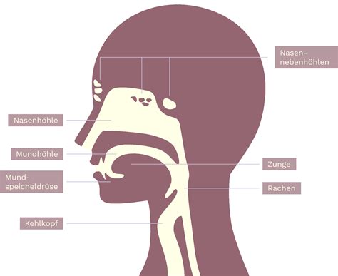 Kopf Hals Tumore Diagnose Krebs