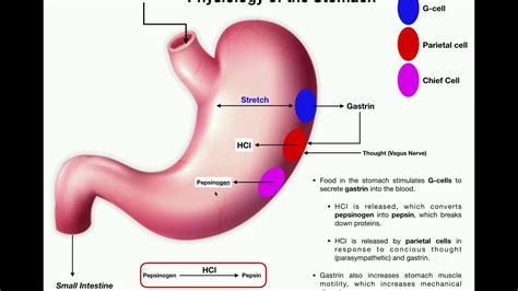 Stomach Parts Anatomy