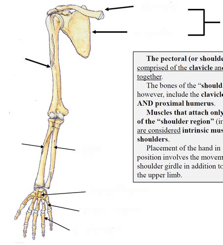 Osteology Of Upper Limbs Flashcards Quizlet