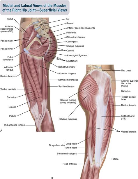 Posterior Hip Muscles