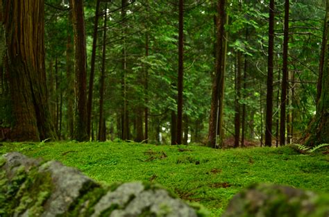 图片素材 性质 荒野 科 厂 草地 阳光 苔藓 绿色 丛林 秋季 云杉 植被 雨林 落叶 树林 林地 栖息