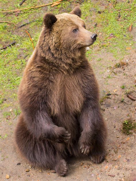 Eurasian Brown Bear by OliverBPhotography on DeviantArt