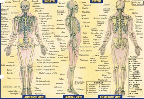 BU ANATOMY: The Skeletal System Flashcards by ProProfs | Flashcards ...