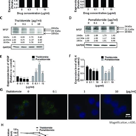 Effect Of Thalidomide Or Pomalidomide On BFGF VEGF And IL 6 Expression