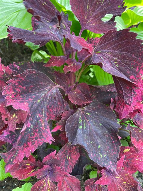 Coleus Varieties