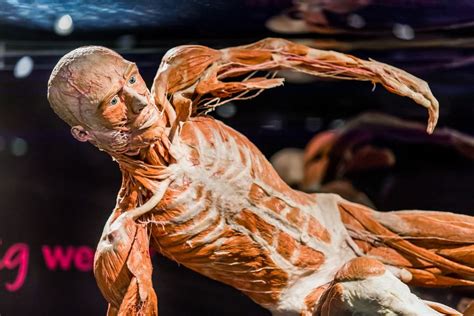 Visit The Body Worlds Museum With A Ticket To The Happiness Project