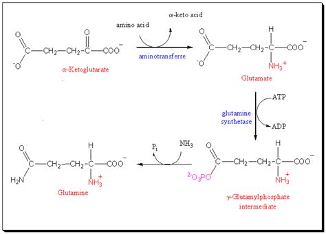 Amino Acid Synthesis