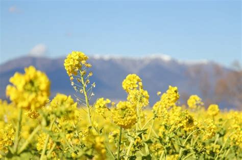 2月に咲く花といえば？よく見かける12種の名前や花言葉、見頃を紹介 ｜じゃらんニュース