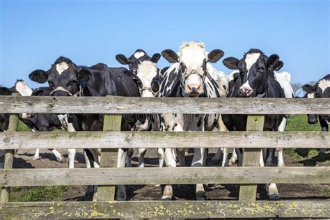 Cows Waiting For A Gate In The Field Cattle Ready To Go To The Milking Parlor To Be Milked