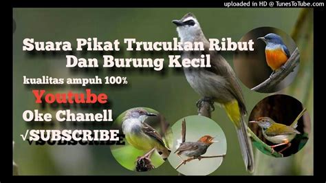 Suara Pikat Trucukan Ribut Dan Burung Kecil YouTube