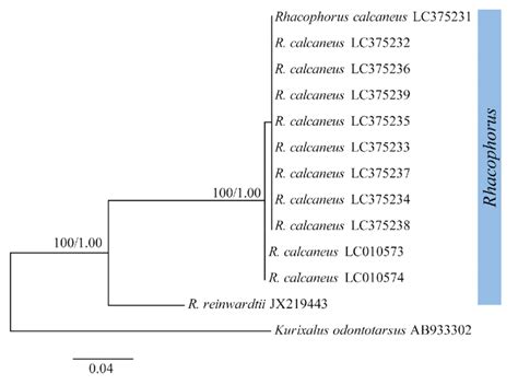 Maximum Likelihood ML And Bayesian Inference BI Tree Based On The