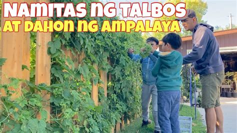 Namitas Ng Talbos At Dahon Ng Ampalaya At Okra Kasama Ang Mga Kids