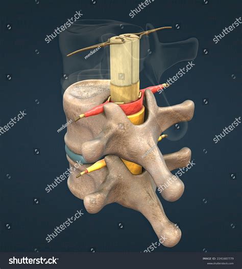 Spinal Nerve Mixed Nerve That Carries Stock Illustration