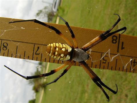 East Texas Spider | The Spider Web | Flickr